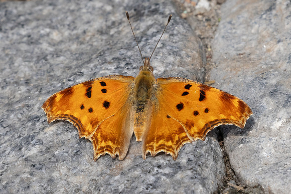 Polygonia egea-9756 -Café Pierre-Loti, Istambul - 10/09/24