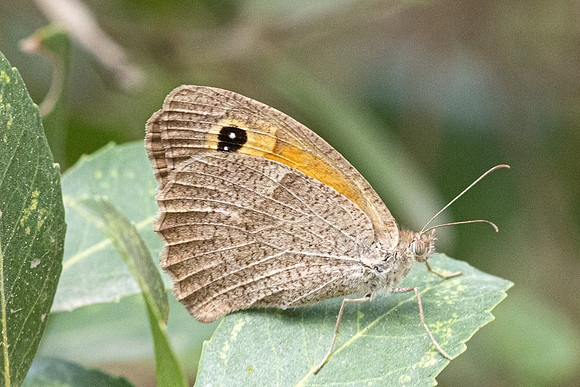 Maniola jurtina -1518- Antalya, Goynuk canyon - 19/09/24