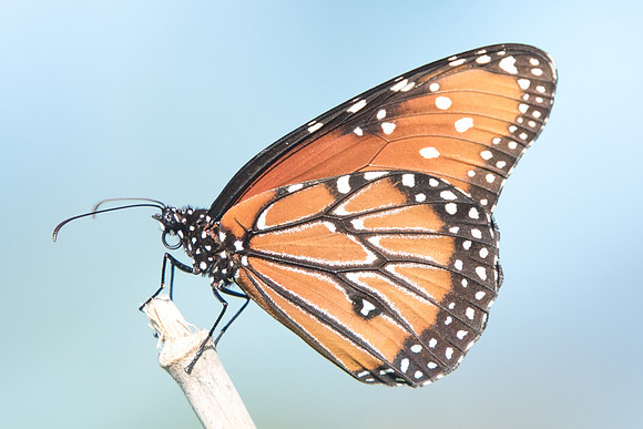 danaus gilippus-3292