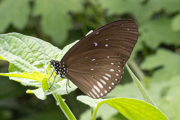 Euploea eyndhovii -6933- Sepang - 30/03/25