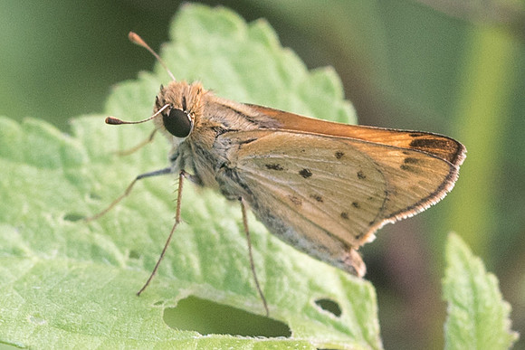 Hylephila phyleus-2905