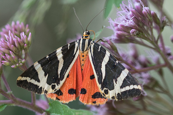 Callimorpha quadripunctaria-6314 - Manre - 12/08/21