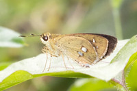 Scobura isota-2542