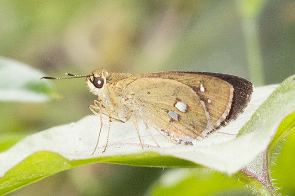 Scobura isota-2542