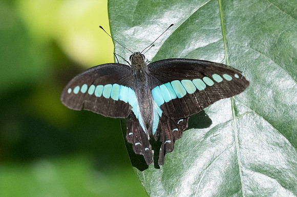 Graphium sarpedon-4028 - Bangkok - 30/11/23
