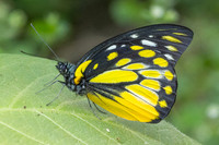 Prioneris thestylis-3754 - Doi Inthanon - 23/03/25