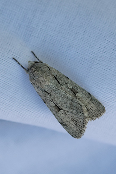 Dichagyris candelisequa -2284
