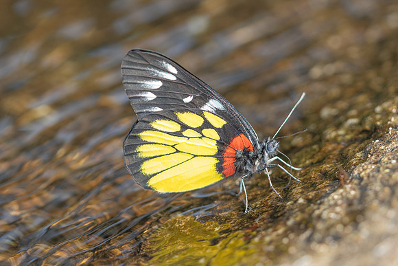 Délias pasithoe-5387 - Doi Suthep - 27/03/25