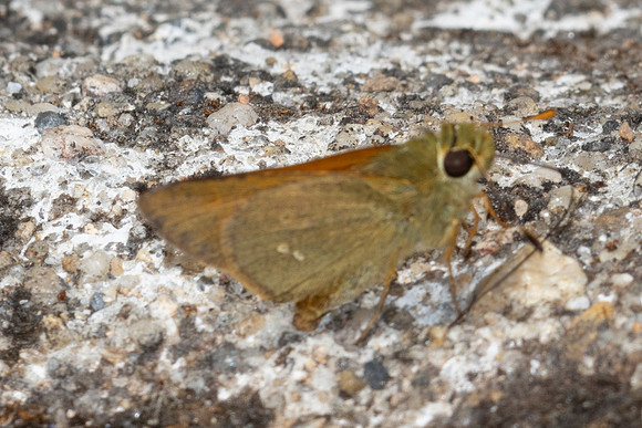 Ochlodes brahma - 4984 - Doi Inthanon - 23/03/24
