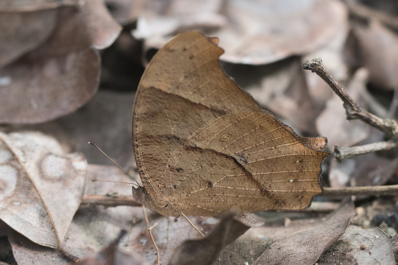 Melanitis sp-3669 - Chiang Rai - 20/11/23