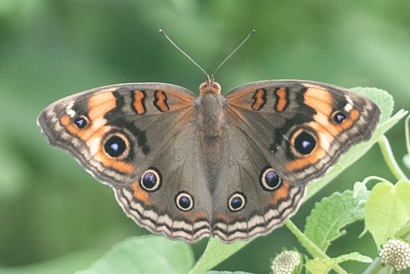Junonia coenia-6463