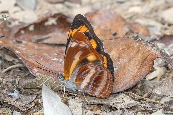 Neptis ananta learmondi-1634 - Chiang Dao - 17/03/24