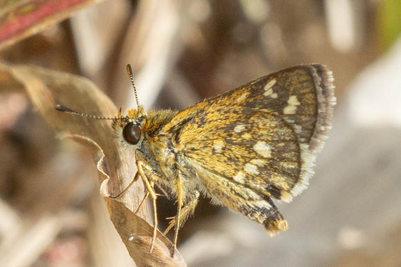 Taractrocera ardonia-9777 -Gopeng, Sungai Geroh - 13/03/25