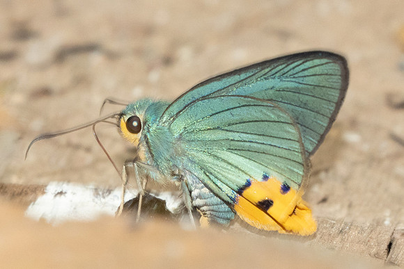 Choaspes benjaminii-1876 - Chiang Dao - 19/03/25
