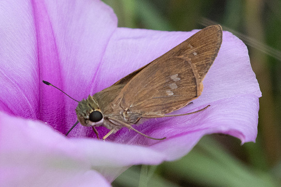 Calpodes ethlius-8869