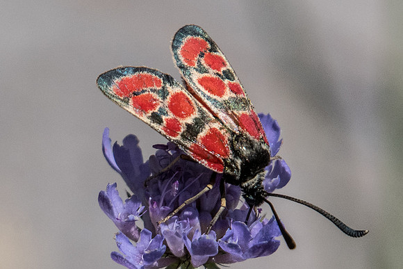 Zygaena carniolica-6271 - Argentière la bessée - 22/07/22