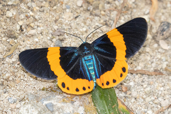 Milionia zonea-4175 - Doi Inthanon - 24/03/25