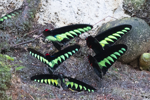 Trogonoptera brookiana-9995