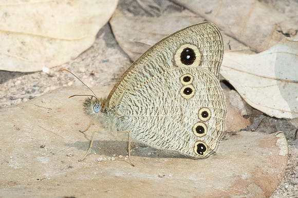 Ypthima dohertyi-4943