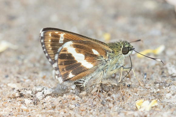 Sebastonyma pudens-6450