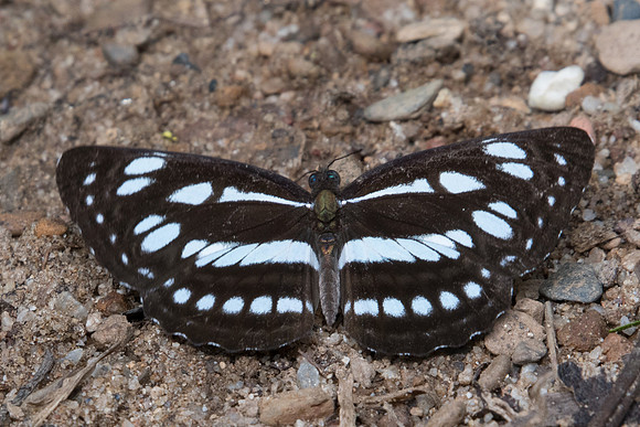Neptis sp--1096- Chiang Dao - 16/11/23