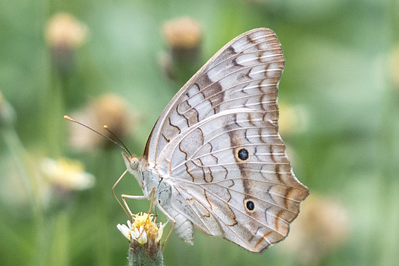 Anartia jatrophae luteipicta-5981