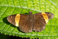 Aurivittia cameroni-0014