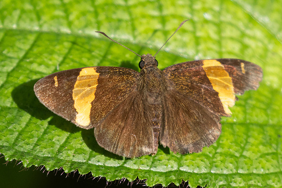 Aurivittia cameroni-0014