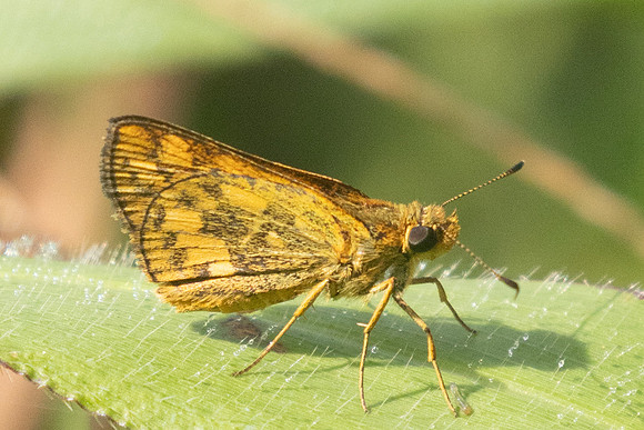 Potanthus omaha-9882