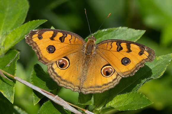 Junonia almana-9677 Gopeng - 13/03/25