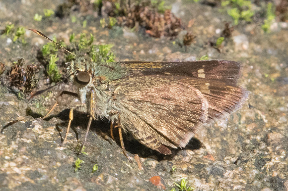 Halpe arcuata-2032 - Chiang Dao - 15/11/23