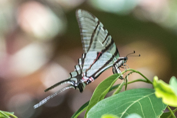 Protographium epidaus-5967  - Route Puuc - 5/06/18