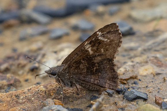 Cogia calchas-0192