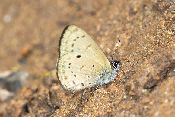 Una usta-6047