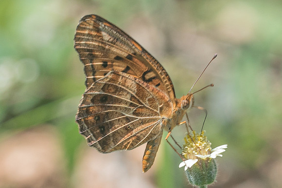 Euptoieta claudia-5063