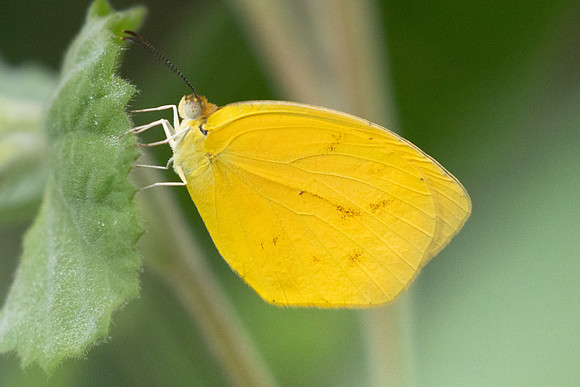 Pyrisitia proterpia-2505  - Barichara - 9/06/24