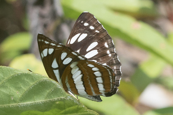 Neptis hylas id--8681- Koh Samui - 16/03/23