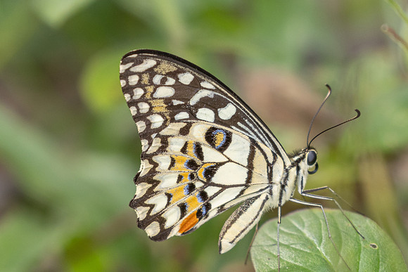 Papilio demoleus-0877