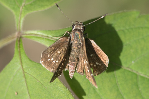 Amblyscirtes tolteca prenda-5329