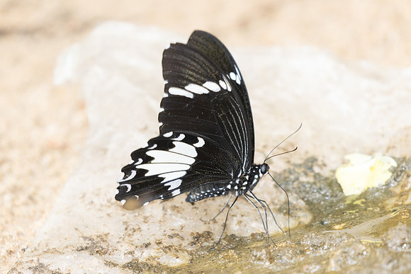 Papilio nephelus-0284