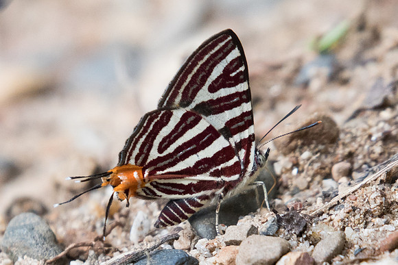 Spindasis seliga-1191 - Chiang Dao - 16/11/23