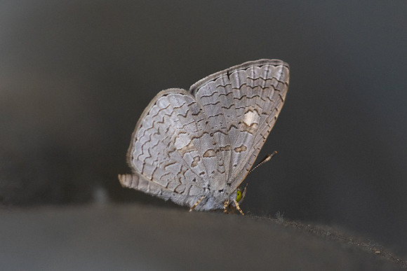 Spalgis epius epius-6223 - Doi-Suthep - 26/03/24