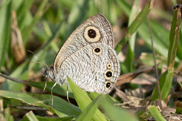 Ypthima huebneri-6733