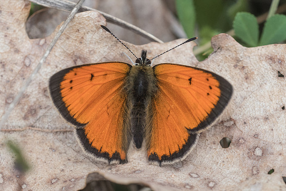 Lycaena ottomana ♂-3547  - Alexandroupoli - 11/04/22