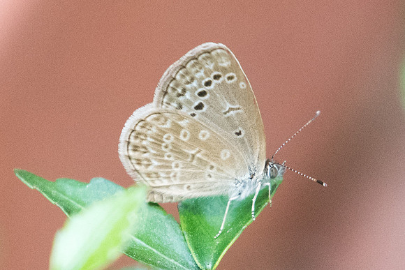Pseudozizeeria maha maha-8748 - Chiang Mai - 6/03/23