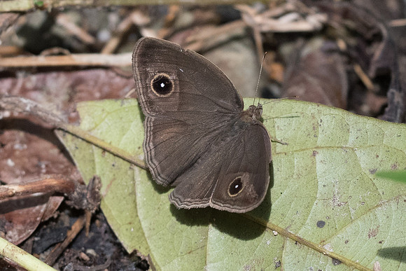 Mycalesis perseus id--7207 - Khao Phanom Bencha National Park - 28/11/23