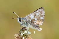 Spialia sertorius-9145 - Puits de Rians - 6/06/25