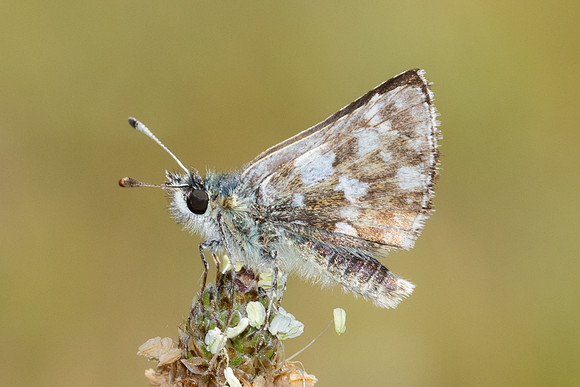 Spialia sertorius-9145 - Puits de Rians - 6/06/25