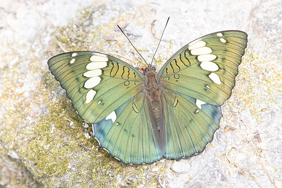 Euthalia patala-3922- Doi Inthanon - 23/03/25