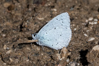 Celastrina argiolus-0876